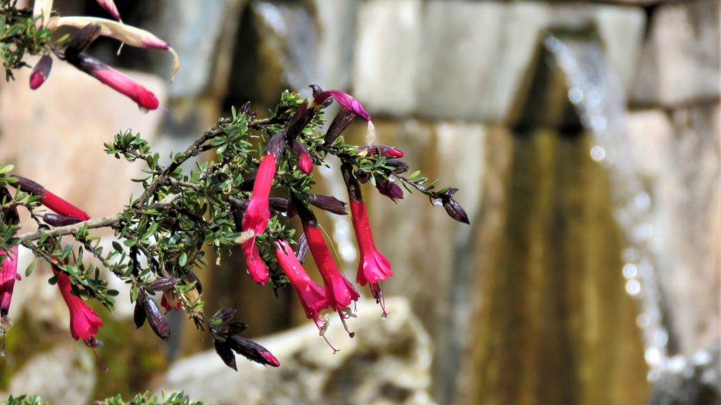 Vibrant red Andean flower in the incan ruins, with Incan water fountains in the background. - Ali Peru Treks