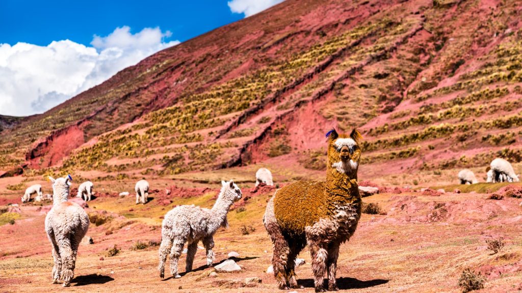 Group of alpacas grazing on terraced red and pink slopes under a blue sky, showcasing the softer geological palette often compared in Vinicunca vs Palccoyo – Ali Peru Treks