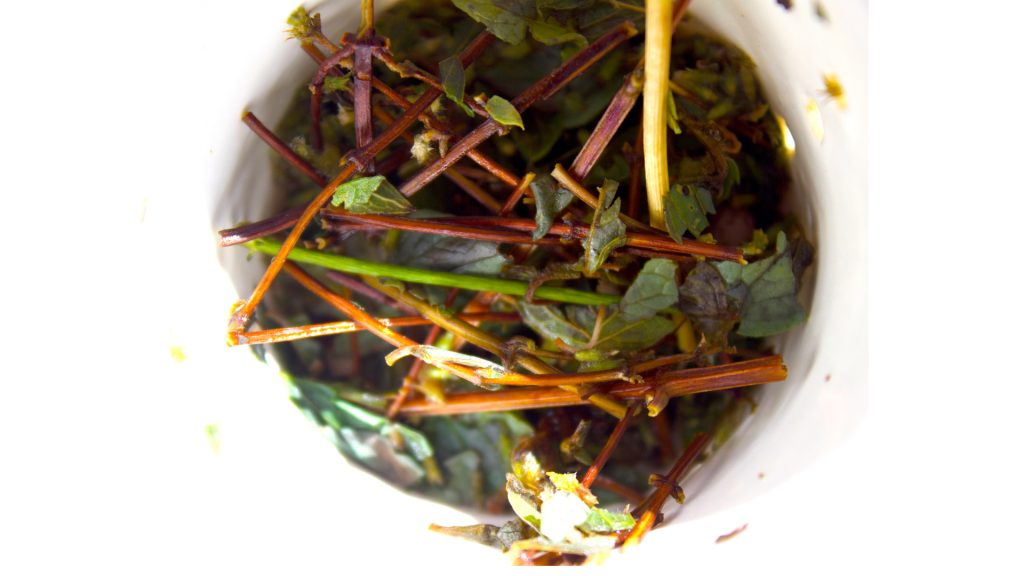 Close-up of dried coca and muña leaves in a white container, used for preparing herbal teas in the Andes – Ali Peru Treks
