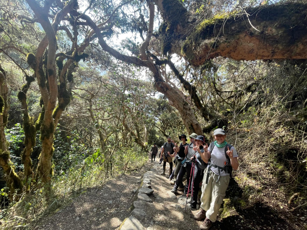 Hikers on a trail surrounded by trees of the genus Polylepis (known as queñuas) in the high Andean forests, on a route along the Classic Inca Trail