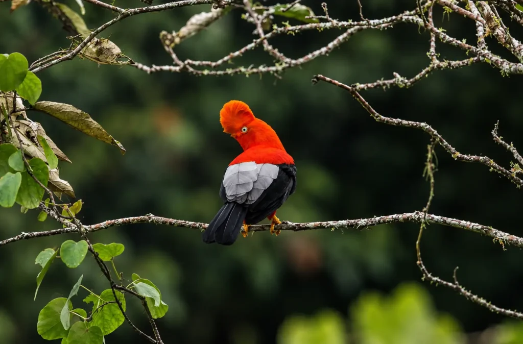 Inca Trail Flora and Fauna: What Wildlife and Plants You’ll Actually See