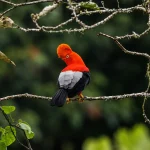 Inca Trail Flora and Fauna: What Wildlife and Plants You’ll Actually See