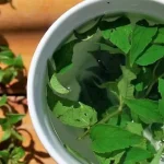Coca Tea vs Muña Tea