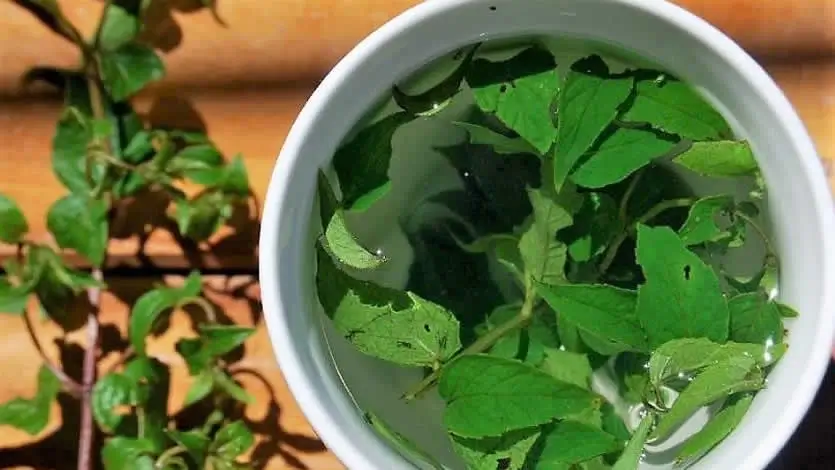 Coca Tea vs Muña Tea: Two Traditional Andean Infusions to Discover in Cusco