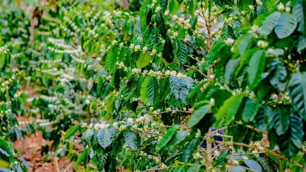 Harvesting Organic Coffee Along the Inca Trail