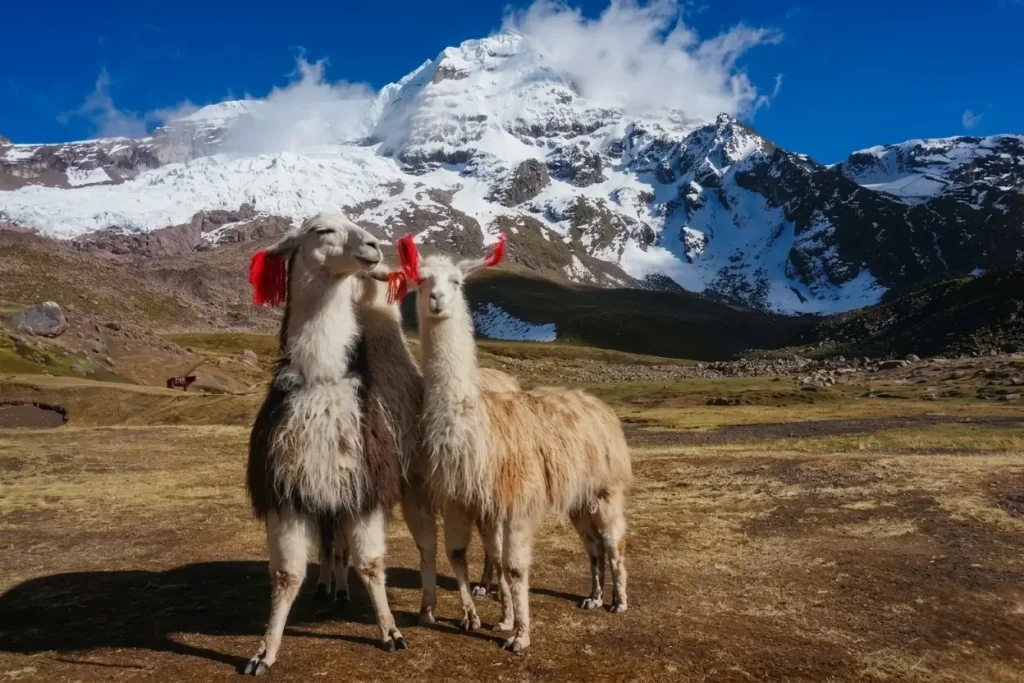 Ausangate + Rainbow Mountain Llama Trek 4 Days 3 Nights