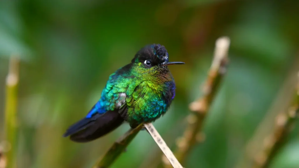 Hummingbird A Vibrant Wonder of the Inca Trail