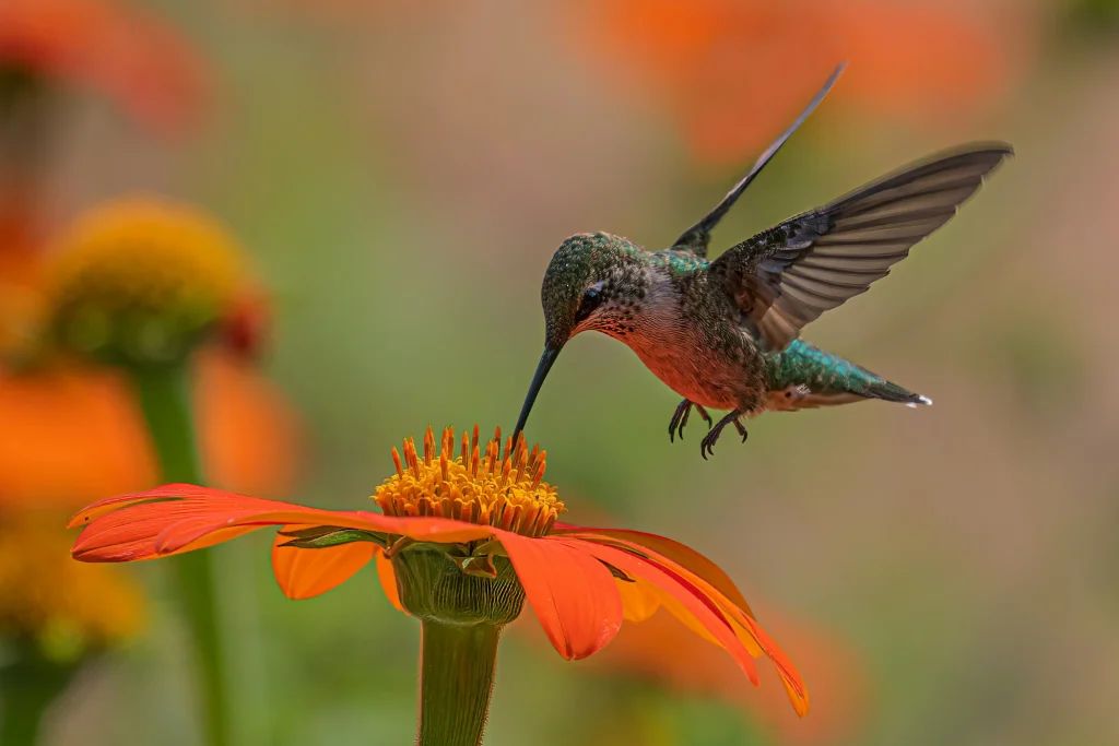Hummingbirds