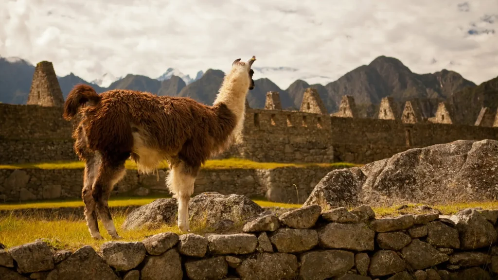 Llama Grazing at Machu Picchu