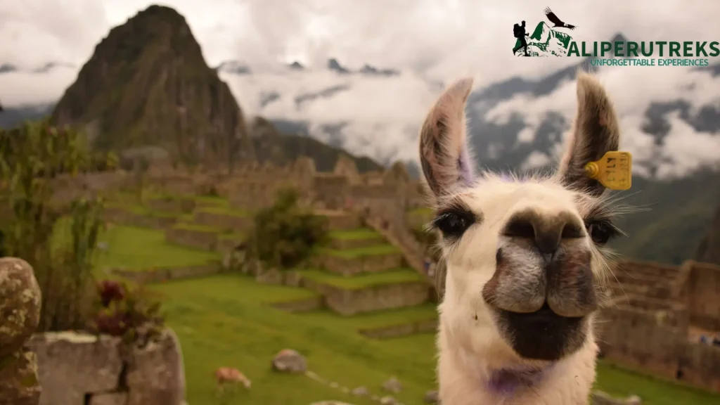 Machu Picchu, the ancient Inca citadel