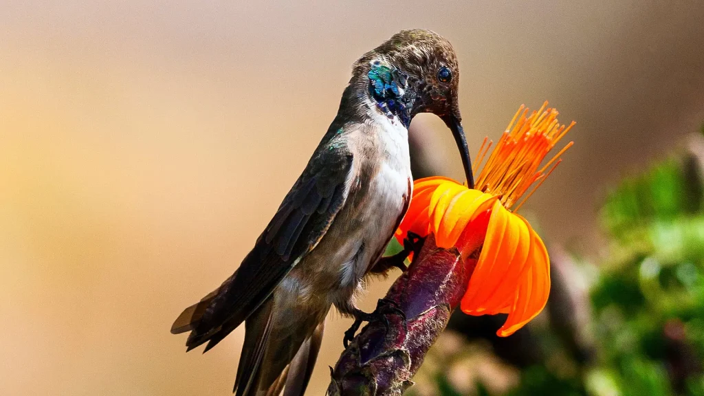Patagona Gigas Hummingbird A Jewel of the Inca Trail