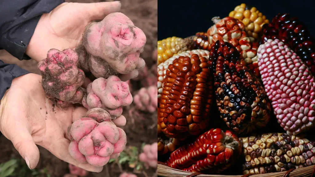 Traditional Andean agricultural products: Oca tubers (Oxalis tuberosa) on the left and various varieties of Andean corn on the right.