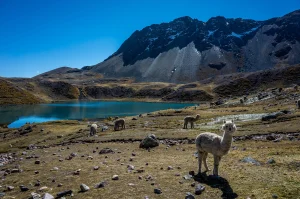 Trekking around Nevado Ausangate