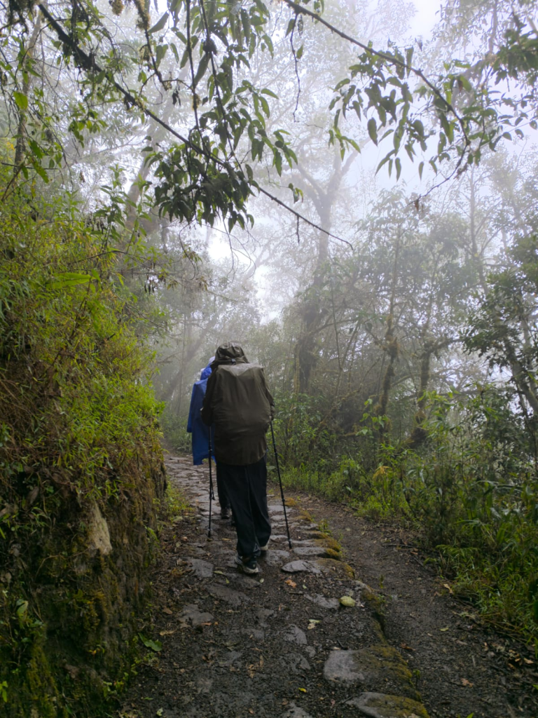 Green cloud forest scenery along the Inca Trail during the December wet season