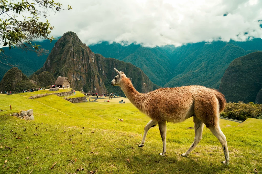 llama in machu picchu