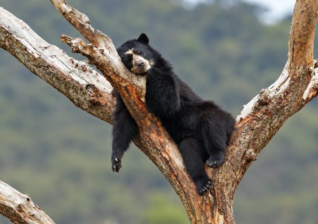 spectacled bear inca trail